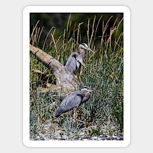 Two Hersons at Rest Among the Grasses Sticker